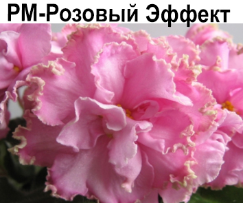 РМ-Розовый Эффект (Н. Скорнякова)