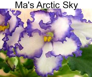 Ma`s Arctic Sky