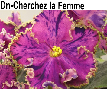 Dn-Cherchez la Femme (Денисенко)