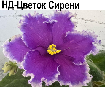 НД-Цветок Сирени (Данилова-Суворова)
