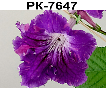PK-7647 (Клещыньски)