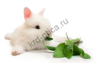 Карликовый декоративный кролик (cuniculus)