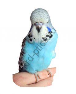 Чешский или выставочный волнистый попугай (Melopsittacus)