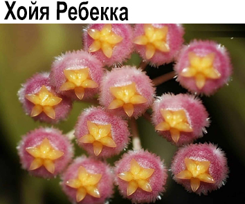 Хойя Ребекка