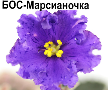 БОС-Марсианочка (Баронов).  НОВИНКА