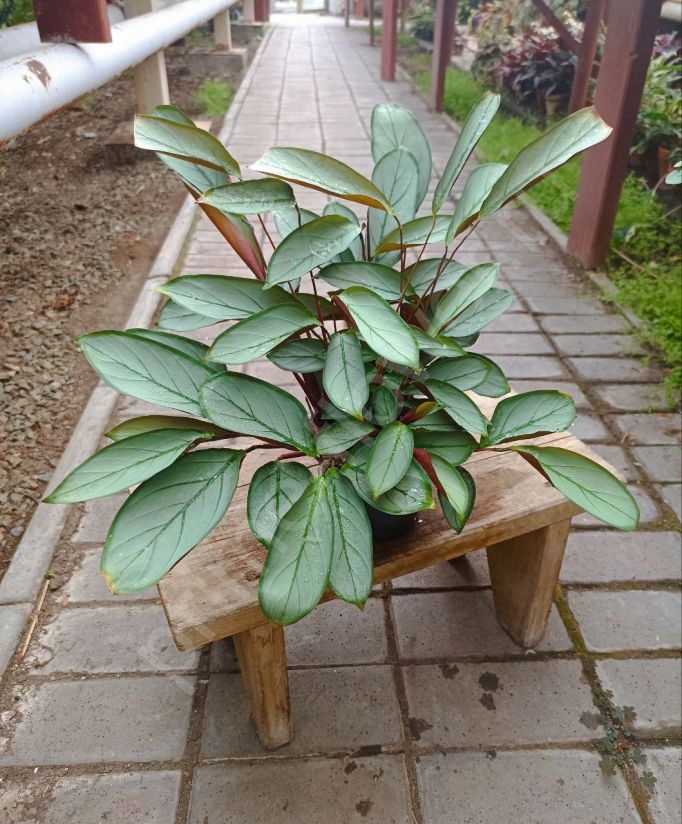 Ктенанта Setosa 'Grey Star'