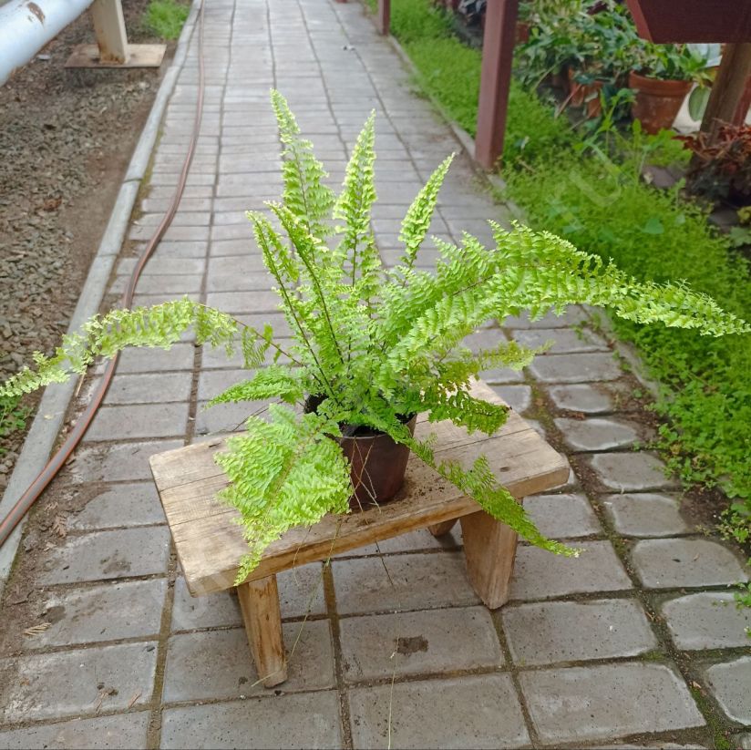 Нефролепис Кордитас (Nephrolepis Corditas)