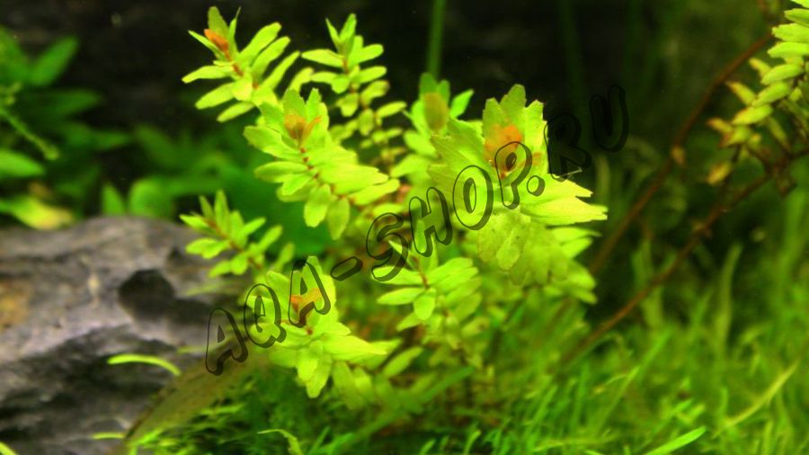 Ротала Макрандра Грин (Rotala Macrandra Green)