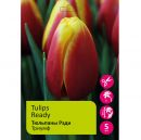 Тюльпаны Рэди 5шт /Tulip Ready