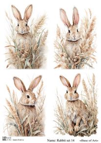 Rabbit set 14