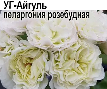 УГ-Айгуль  пеларгония розебудная  НОВИНКА