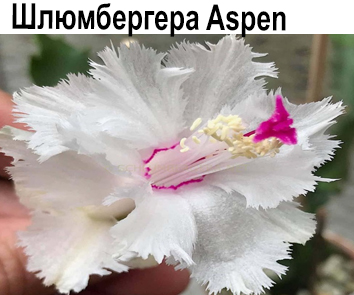 Шлюмбергера  Aspen  НОВИНКА