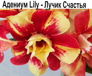 Адениум Lily-Лучик Счастья (Л. Бузина)