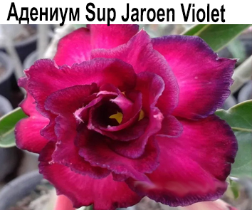 Адениум Sup Jaroen Violet