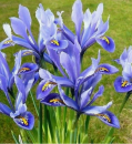 Ирис/Касатик сетчатый Клерет 10 шт  / Iris reticulata Clairette