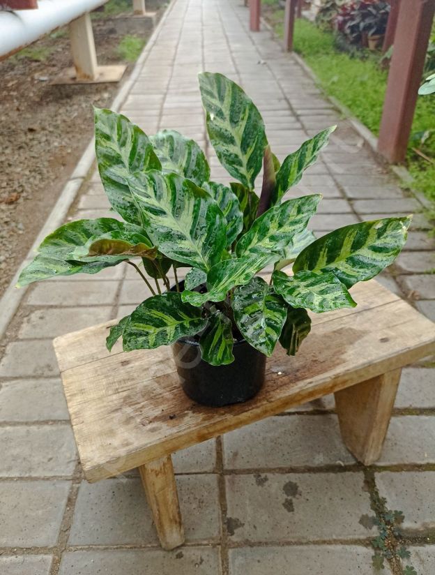 Калатея Литце (Calathea Lietzei)