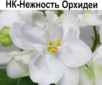 НК-Нежность Орхидеи (Скорнякова)