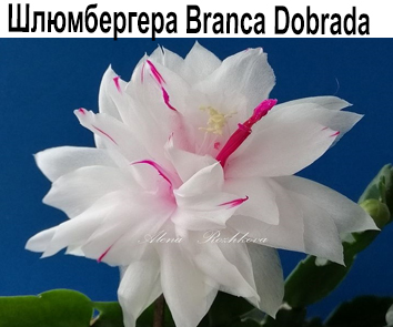 Шлюмбергера  Branca Dobrada  НОВИНКА