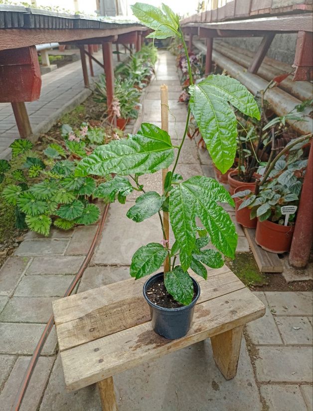 Пассифлора Эдулис "Passiflora edulis" или Маракуйя