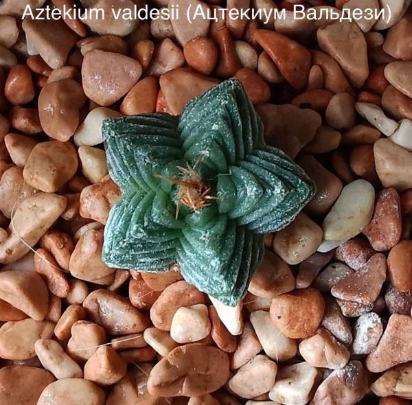 Aztekium valdesii (Ацтекиум Вальдези)